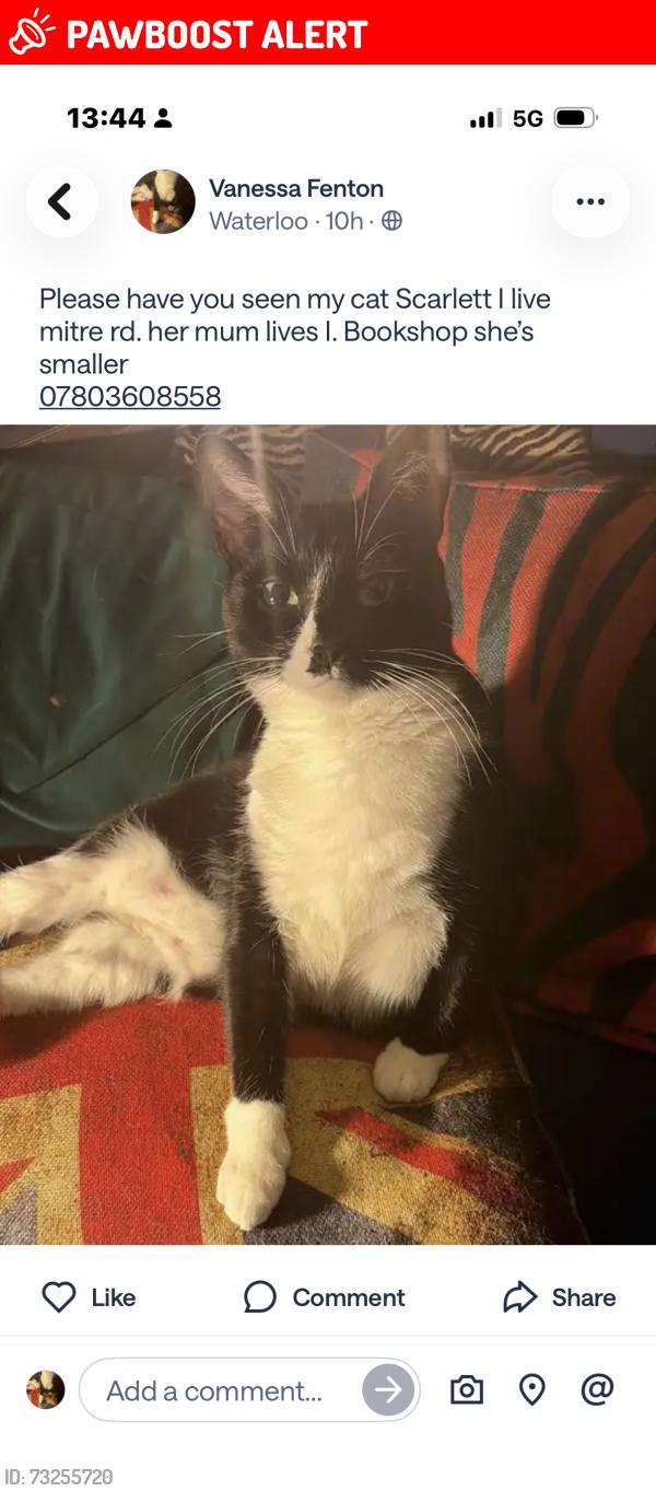 Lost Female Cat last seen Old vic, Greater London, England SE1 8PY