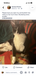 Lost Female Cat last seen Old vic, Greater London, England SE1 8PY