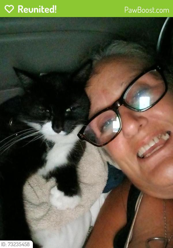 Reunited Female Cat last seen Fugler beach access, Sanibel, FL 33957
