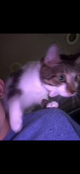 Lost Female Cat last seen Red rd and 199, Miami Gardens, FL 33055