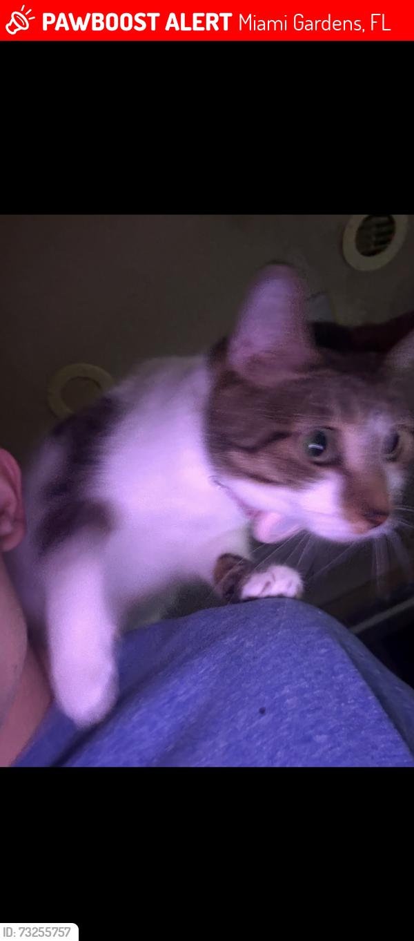 Lost Female Cat last seen Red rd and 199, Miami Gardens, FL 33055