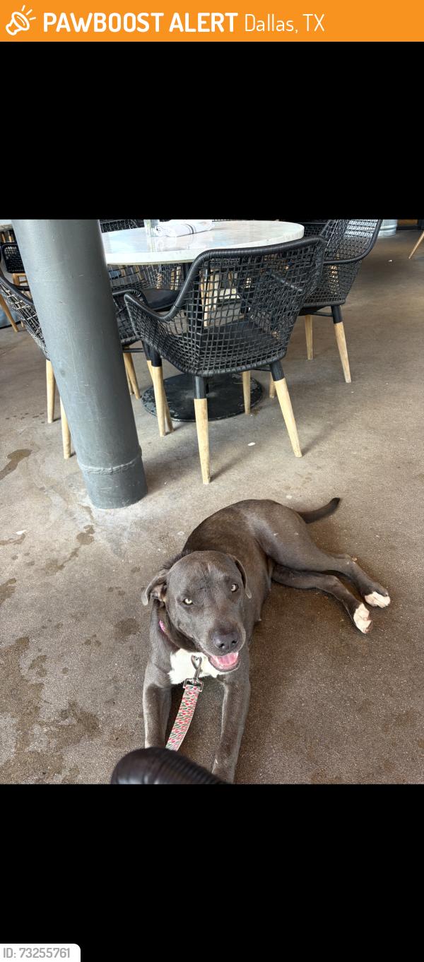 Found/Stray Female Dog last seen Seevers street and E illinois ave, Dallas, TX 75216