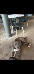 Found/Stray Female Dog last seen Seevers street and E illinois ave, Dallas, TX 75216