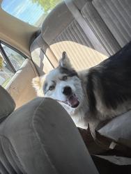 Reunited Female Dog last seen Camden ave San Jose, San Jose, CA 95120
