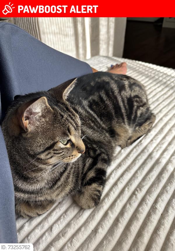 Lost Male Cat last seen Hull street Rd, Chesterfield County, VA 23120