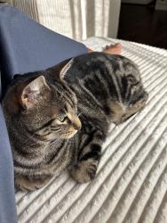 Lost Male Cat last seen Hull street Rd, Chesterfield County, VA 23120