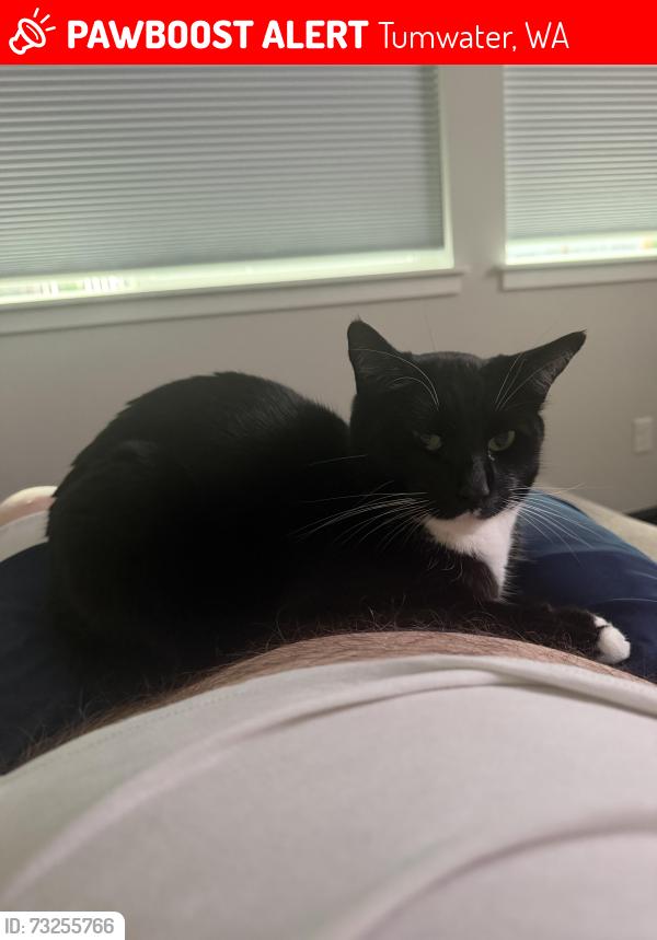 Lost Male Cat last seen Near Percy ln se tumwater wa 98501, Tumwater, WA 98501