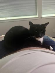 Lost Male Cat last seen Near Percy ln se tumwater wa 98501, Tumwater, WA 98501