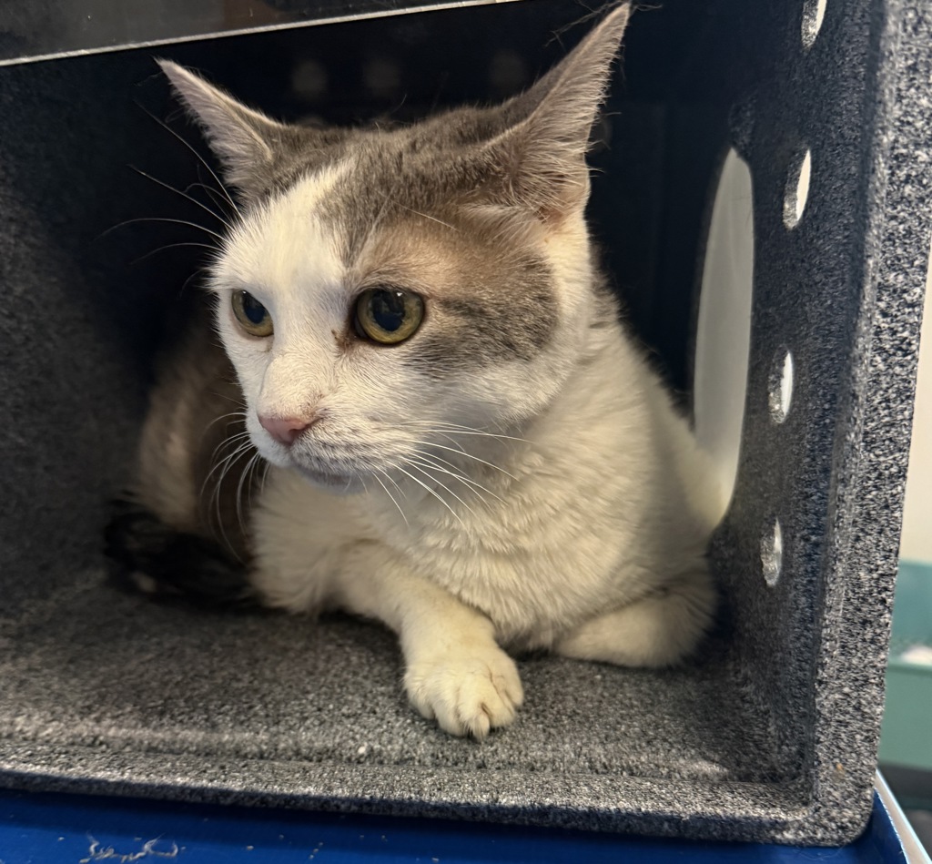 Shelter Stray Female Cat last seen Near Jefferson Place, BRONX, NY, 10456, 326 E 110th St, New York, NY 10029, USA
