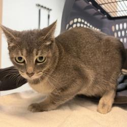 Shelter Stray Female Cat last seen Near Radio Court, San Diego, CA, 92114, 5500 Gaines St, San Diego, CA 92110, USA
