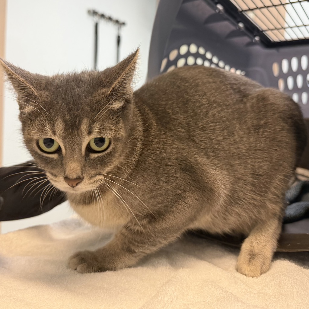 Shelter Stray Female Cat last seen Near Radio Court, San Diego, CA, 92114, 5500 Gaines St, San Diego, CA 92110, USA