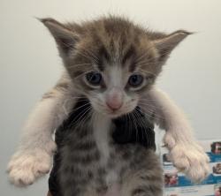Shelter Stray Male Cat last seen Near Radio Court, San Diego, CA, 92114, 5500 Gaines St, San Diego, CA 92110, USA