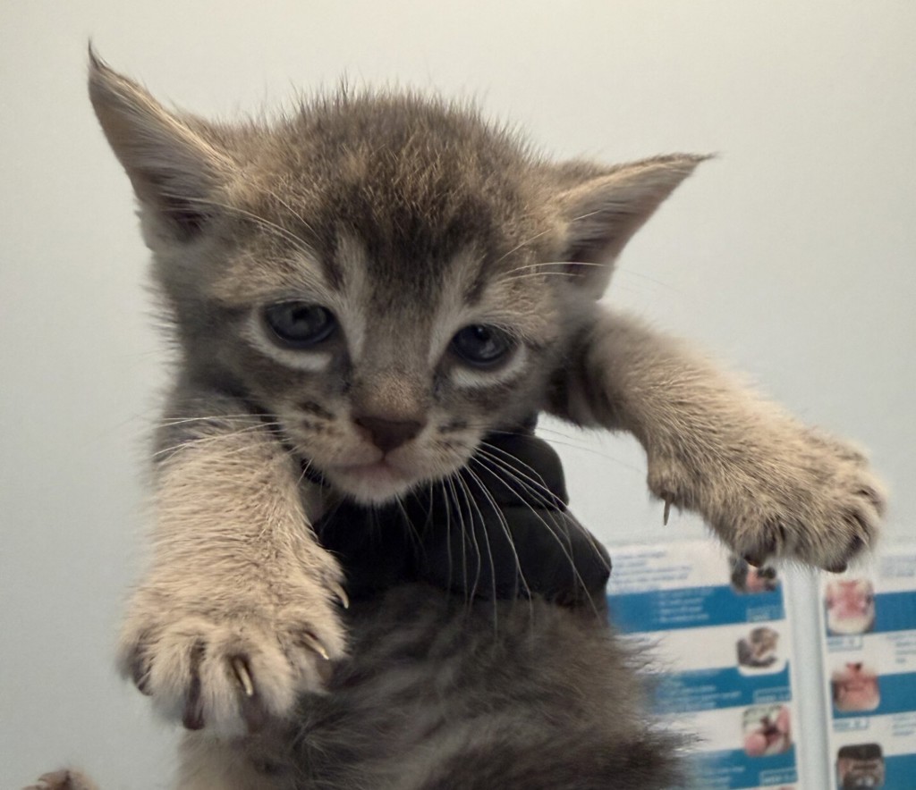 Shelter Stray Female Cat last seen Near Radio Court, San Diego, CA, 92114, 5500 Gaines St, San Diego, CA 92110, USA