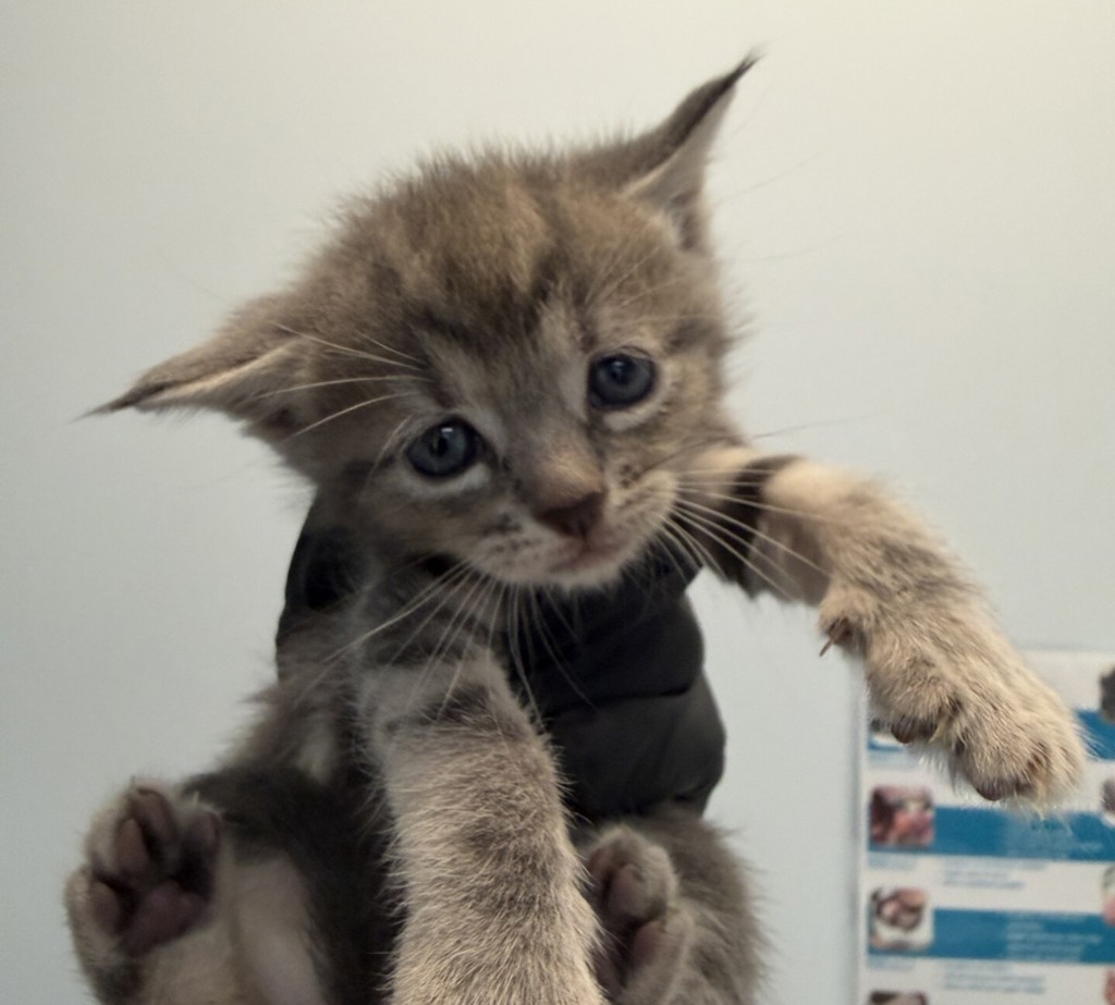 Shelter Stray Female Cat last seen Near Radio Court, San Diego, CA, 92114, 5500 Gaines St, San Diego, CA 92110, USA