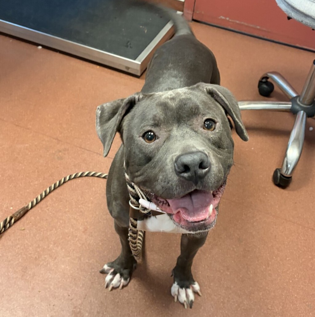 Shelter Stray Female Dog last seen Near Loch Lane, SAN LEANDRO, CA, 94577, 8323 Baldwin St, Oakland, CA 94621, USA
