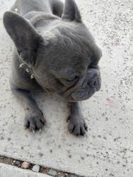 Found/Stray Male Dog last seen Green Tree blvd, Victorville, CA 92395