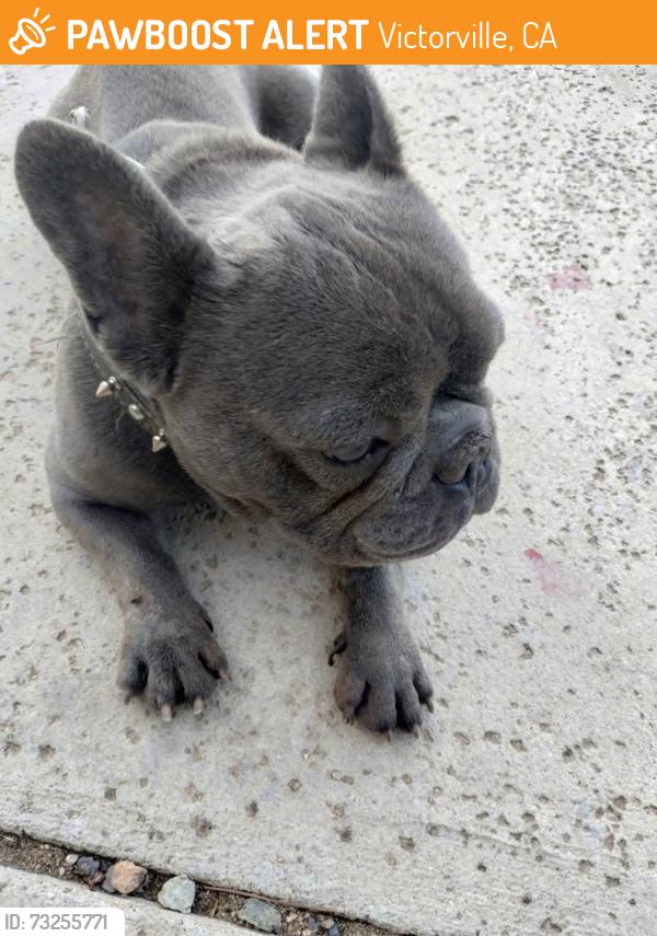 Found/Stray Male Dog last seen Green Tree blvd, Victorville, CA 92395