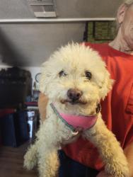 Found/Stray Female Dog last seen Ironwood and Apache trail, Apache Junction, AZ 85120