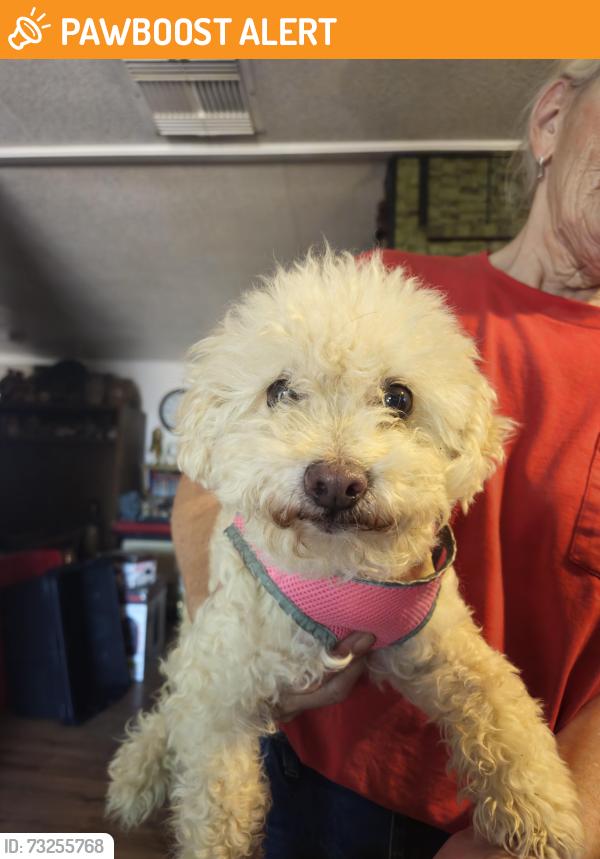 Found/Stray Female Dog last seen Ironwood and Apache trail, Apache Junction, AZ 85120