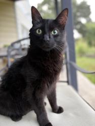 Lost Male Cat last seen Brooklyn Road Fairlawn, Fairlawn, VA 24141