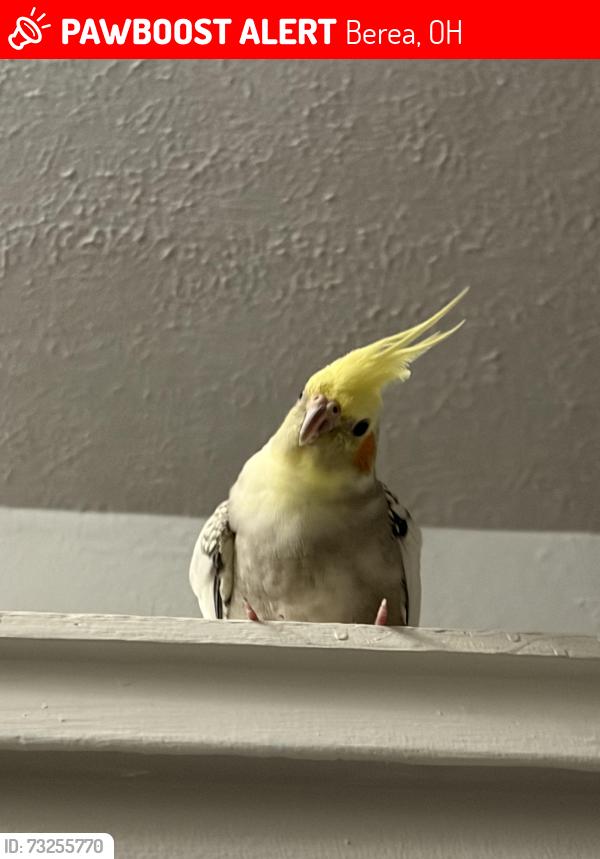 Lost Unknown Bird last seen Flew in the direction of Eastland In, Berea, OH 44130