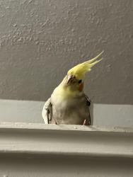 Lost Unknown Bird last seen Flew in the direction of Eastland In, Berea, OH 44130