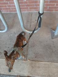 Lost Female Dog last seen Summit Avenue and 30, Fort Worth, TX 76102