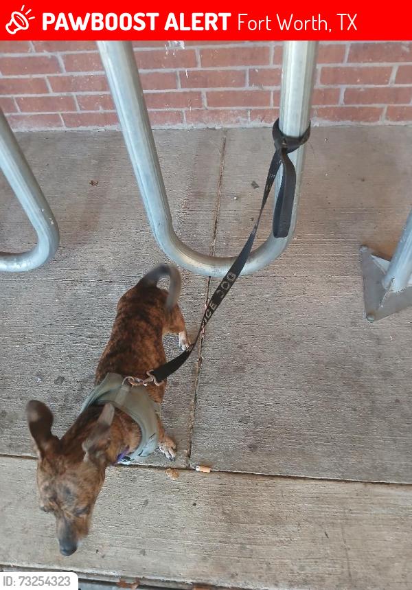 Lost Female Dog last seen Summit Avenue and 30, Fort Worth, TX 76102