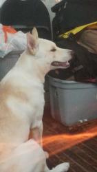 Lost Male Dog last seen Pleasant rd and elam rd prairie Creek and elam road, Dallas, TX 75217