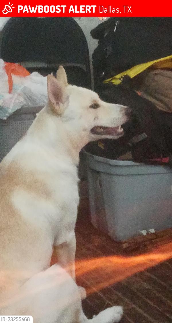 Lost Male Dog last seen Pleasant rd and elam rd prairie Creek and elam road, Dallas, TX 75217