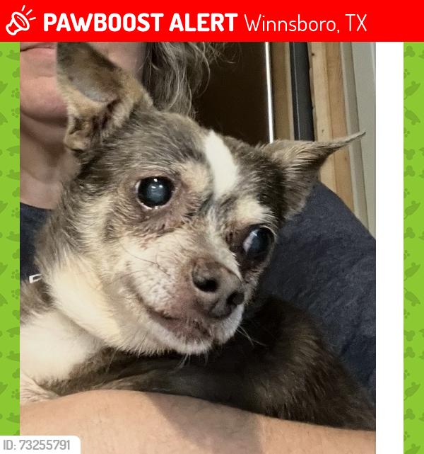 Lost Female Dog last seen Near, Winnsboro, TX 75494