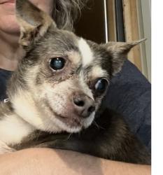 Lost Female Dog last seen Near, Winnsboro, TX 75494