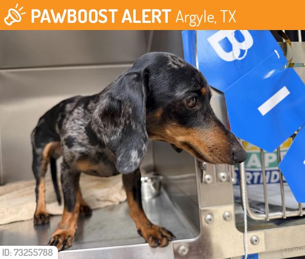 Found/Stray Male Dog last seen Country Lakes, Argyle, TX 76226