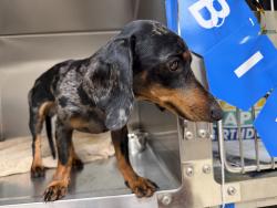 Found/Stray Male Dog last seen Country Lakes, Argyle, TX 76226