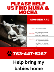 Lost Female Cat last seen Dale, Roseville, MN 55113