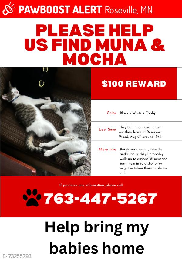 Lost Female Cat last seen Dale, Roseville, MN 55113