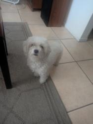 Found/Stray Female Dog last seen Osborn, Phoenix, AZ 85015
