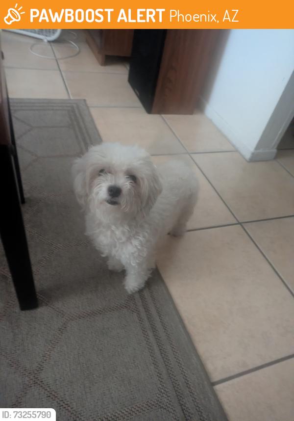 Found/Stray Female Dog last seen Osborn, Phoenix, AZ 85015