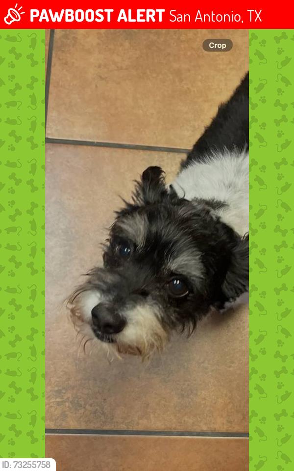 Lost Male Dog last seen Border mist, San Antonio, TX 78240