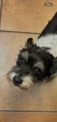Lost Male Dog last seen Border mist, San Antonio, TX 78240