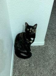 Lost Female Cat last seen Big Bend Place, Santa Clarita, CA 91387