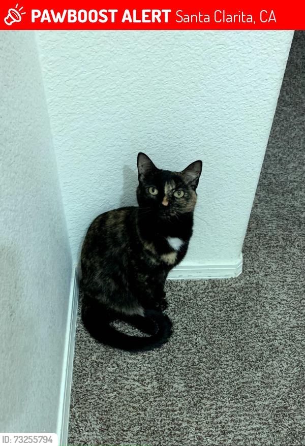 Lost Female Cat last seen Big Bend Place, Santa Clarita, CA 91387