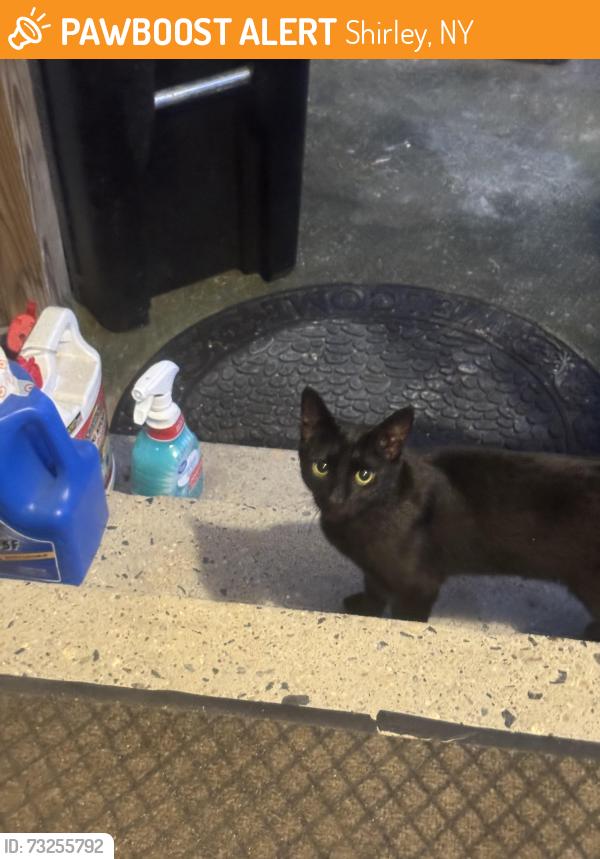 Found/Stray Unknown Cat last seen Arpage Drive East, Shirley, NY 11967