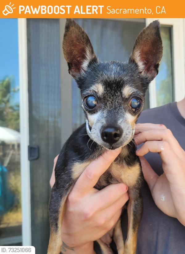 Found/Stray Female Dog last seen 65th and Stockton, Sacramento, CA 95823