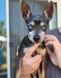 Found/Stray Female Dog last seen 65th and Stockton, Sacramento, CA 95823
