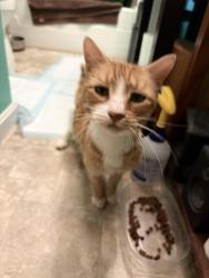 Reunited Male Cat last seen across from lake, Groton, MA 01450