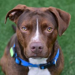 Shelter Stray Male Dog last seen , 3173 K-68 Hwy, Ottawa, KS 66067, USA