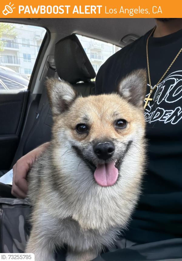 Found/Stray Male Dog last seen Herrick elementary school, Los Angeles, CA 91342