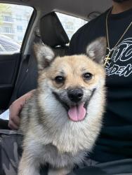 Found/Stray Male Dog last seen Herrick elementary school, Los Angeles, CA 91342