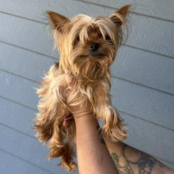 Shelter Stray Male Dog last seen , 2608 Center St, Tacoma, WA 98409, USA